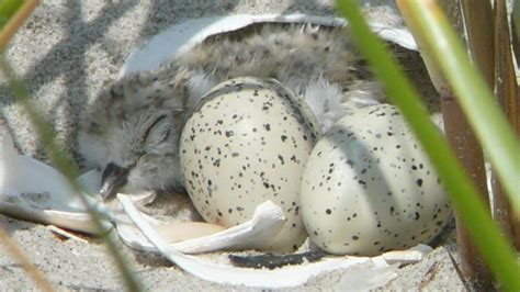 Two piping plover nests vandalized, eggs stolen at Breezy Point - Gateway National Recreation ...