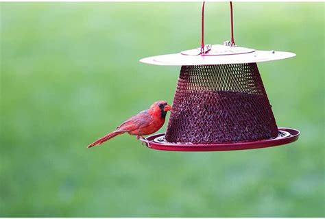 The Best Cardinal Bird Feeders and Birdseed - Birds and Blooms