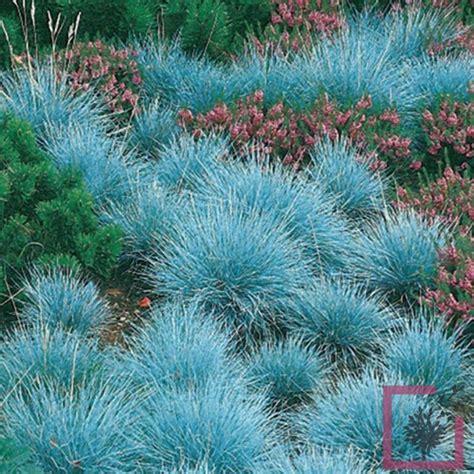 FESTUCA GLAUCA ELIJAH BLUE - Vivai Marche