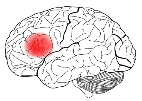 The Brain and Nervous System | Noba