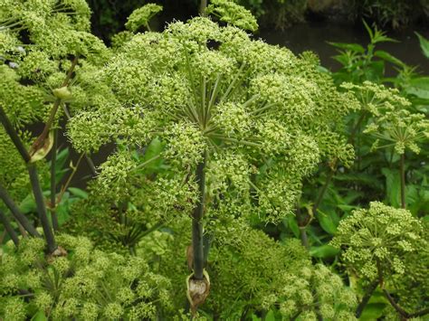 Angelica (Wild Celery), Sweet but Hardy - Eat The Planet