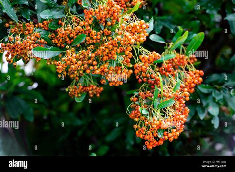 pyracantha saphyr orange cadange, firethorn saphyr orange, rosaceae ...