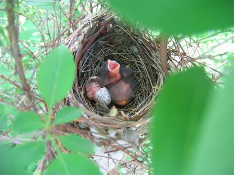 Cardinal Nestlings | The Northern Cardinal eggs have hatched… | Flickr