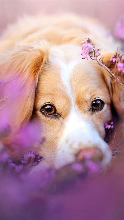 640x1136 Cute Dog In Flowers iPhone 5,5c,5S,SE ,Ipod Touch HD 4k Wallpapers, Images, Backgrounds ...