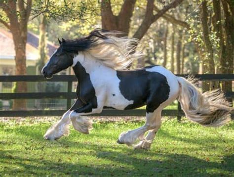 Gypsy Vanner Horses: Breed Profile, Facts and Care - Seriously Equestrian