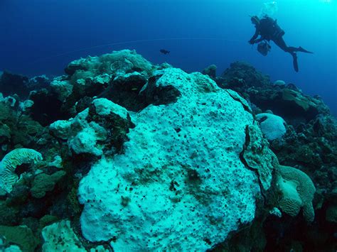 Why Coral Reefs are Dying | The Brink | Boston University