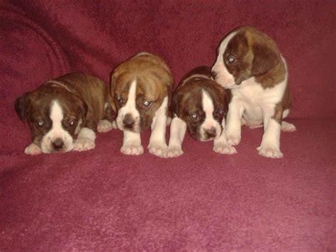 Boglen Terrier Puppies For Sale | PETSIDI