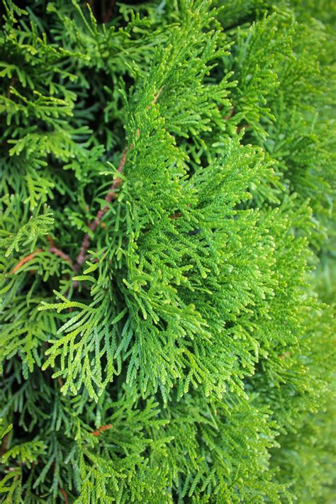 20140819-Emerald Green Arborvitae (2) - Halka Nurseries