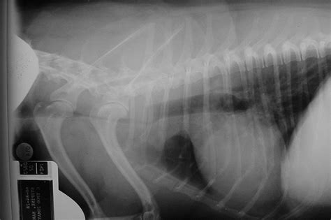 Tracheal Collapse Dog Radiograph