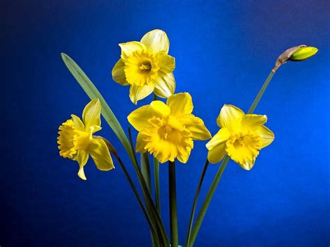 Blue Daffodils | Yellow Daffodils With Blue... | Yellow daffodils ...