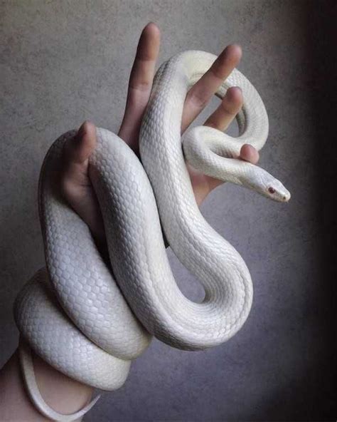 Albino Corn Snake Full Grown