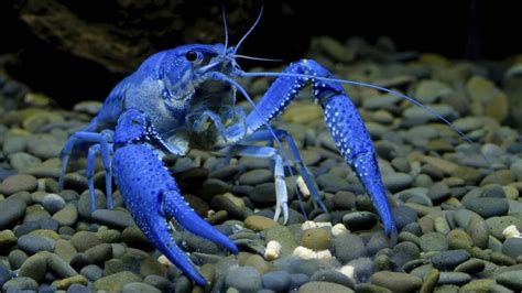 Understanding the Process of Crayfish Molting and Growth – Diapteron Shop