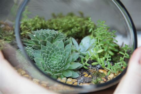 Plant Your Own Terrarium | Valley Forge Flowers