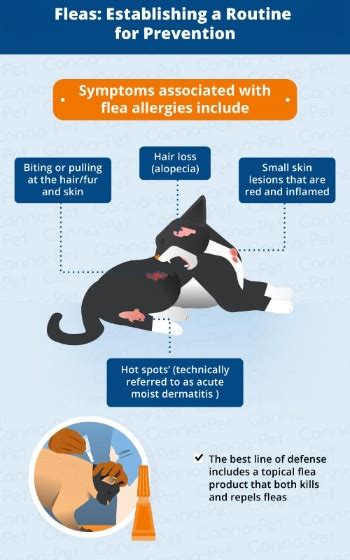 The Multimodal Approach For Cat Allergies | eduaspirant.com