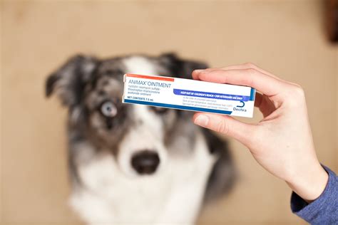 Animax Ointment for Dogs | Cuteness | Ointment, Dogs, Cute dogs