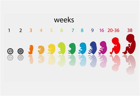 Describe the Three Stages of Prenatal Development