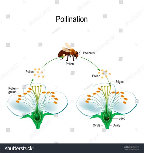 1,672 Cross Pollination Royalty-Free Photos and Stock Images | Shutterstock