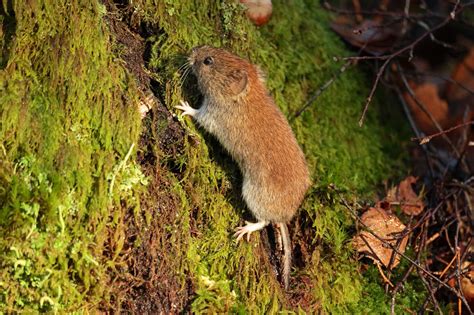 Bank vole | Wildlife Online