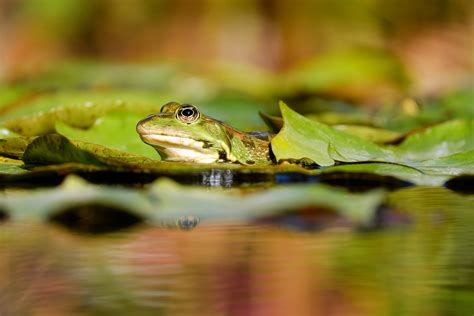 Download Water Blur Amphibian Lily Pad Animal Frog 4k Ultra HD Wallpaper by Couleur
