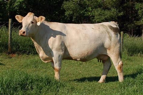 Charolais cow