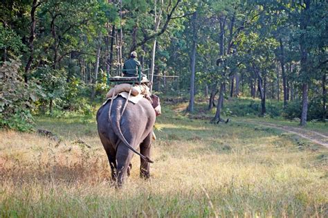 Elephant-Back Wildlife & Tiger Safaris in India - Nature Safari India