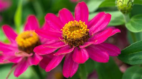 What is Eating My Zinnia Leaves? — 5 Worst Causes Revealed!