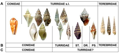 Evolution of Conoidea classification. Cone snail, turrid, and terebrid... | Download Scientific ...