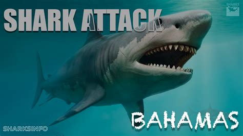 What Caused a Shark Attack in the Bahamas? - sharksinfo.com