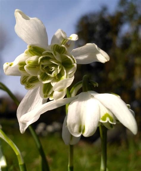 Galanthus nivalis Flore Pleno - Galanthus - Flower Bulb Index | Bulb flowers, Planting bulbs ...