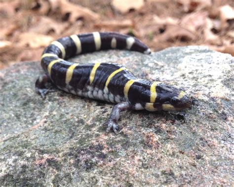 Ringed Salamander (Ambystoma annulatum) | Caudata.org: Newts and Salamanders Portal