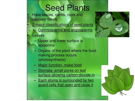 - An Overview of Plants Characteristics: Range in size Have roots - ppt ...