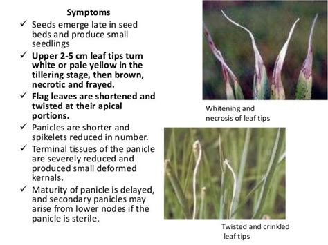 Nematode damage symptoms in crop plants