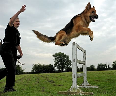 Nice jump! | German shepherd dogs, Police dog training, Police dogs