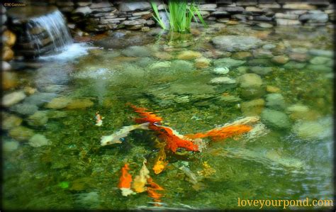 Koi Pond Installers Near Me | Wonderful Koi