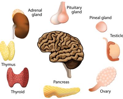 ALL ABOUT HORMONES: HOW THEY FUNCTION TO KEEP YOU HEALTHY – East Coast ...