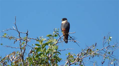 Bat Falcon | MarkEisingBirding