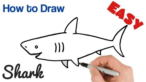 How to Draw a Shark Easy Step by Step - YouTube