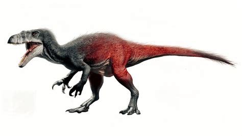 Megaraptor | NatureRules1 Wiki | Fandom