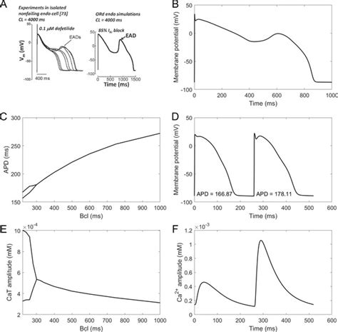 Figures and data in Development, calibration, and validation of a novel human ventricular ...