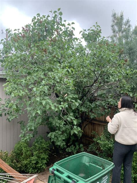 Lilac pruning : r/gardening