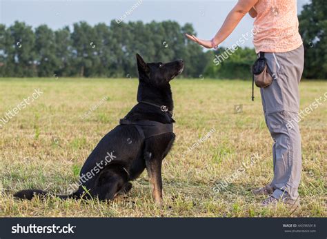 Black German Shepherd Training Sit Command Stock Photo 443365918 ...