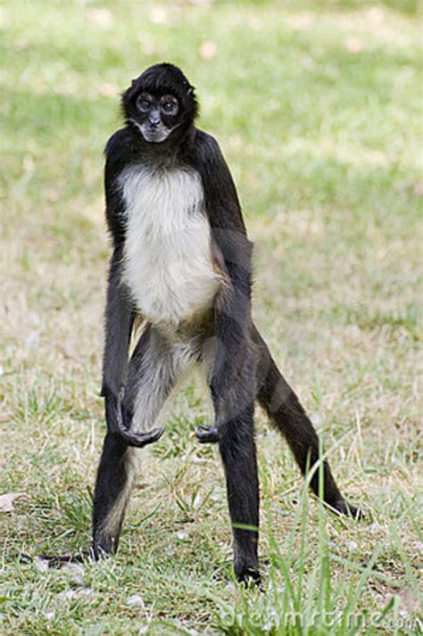 Life Cycle - Endangered spider monkeys