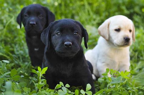 Chó Labrador Retriever: Đặc điểm, tính cách và kỹ thuật nuôi