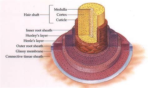 Diagram of Hair Follicle