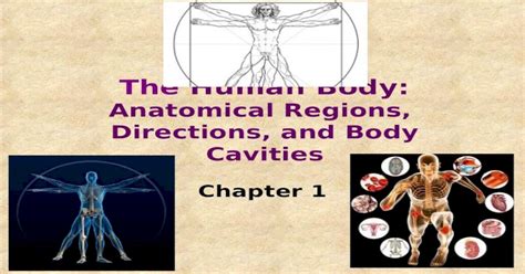 (PPT) Chapter 1 The Human Body: Anatomical Regions, Directions, and Body Cavities - DOKUMEN.TIPS