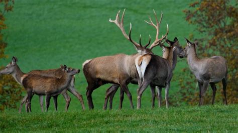 Deer, Antler, Wild. Free Stock Video - Pixabay