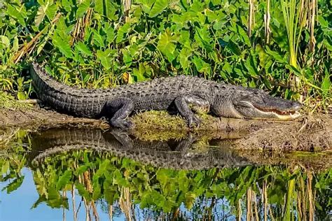 100+ Alligator Pictures | Download Free Images on Unsplash