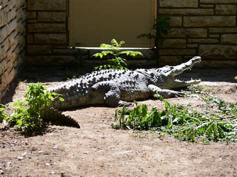 The Online Zoo - Orinoco Crocodile