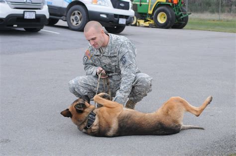 Dogs on duty: Military working dogs offer one-of-a-kind partnership | Article | The United ...