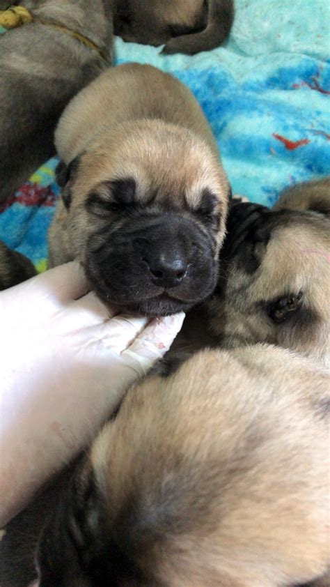 Kangal Dog Puppies For Sale | Pine Bush, NY #316829